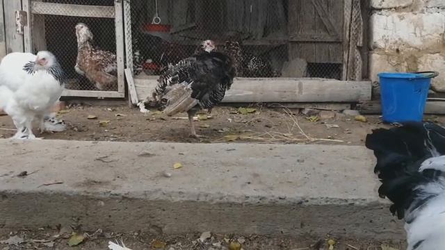 ОБЗОР Кур породы БРАМА ( Колумбийская). Также видео о прошлом.. смотреть онлайн