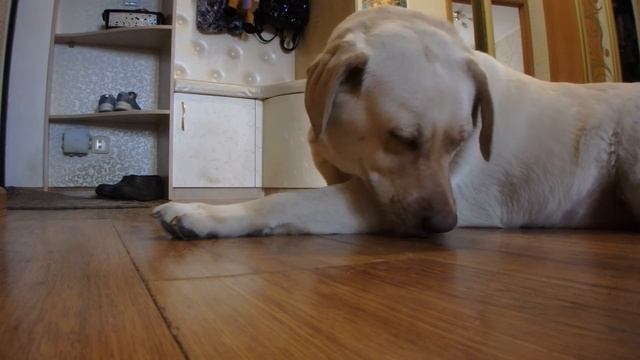 Скрытая камера? Что делает собака одна дома?? #нашасобакаДжесси #лабрадор смотреть онлайн