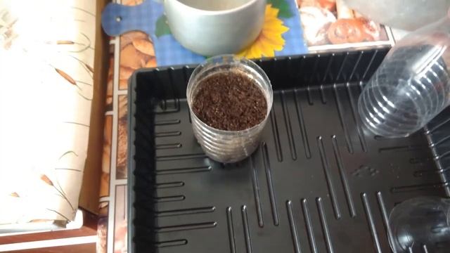 Мини парник из пластиковой бутылки для рассады своими руками смотреть онлайн