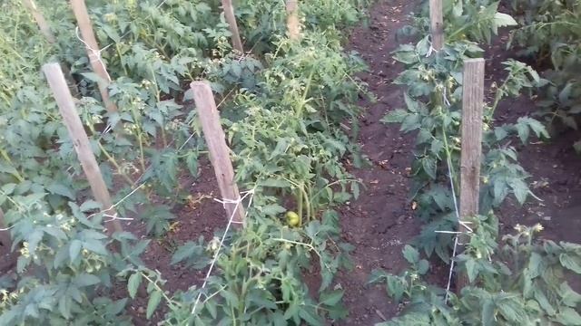 ОБЯЗАТЕЛЬНО СДЕЛАЙТЕ.ЧЕМ ОБРАБОТАТЬ ТОМАТЫ ОТ ФИТОФТОРЫ.ПРОФИЛАКТИКА ОТ БОЛЕЗНЕЙ. смотреть онлайн