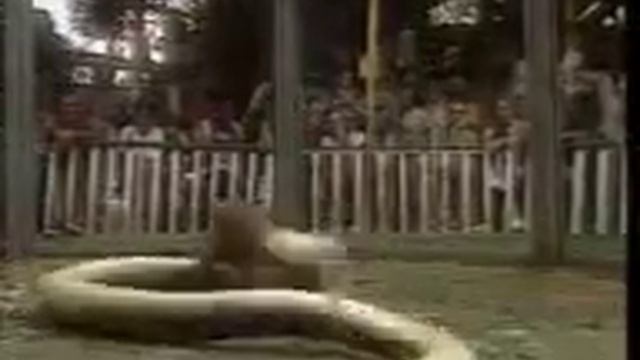 мангуст и змея 002 смотреть онлайн