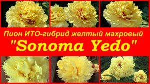 Пион желтый махровый ИТО гибрид «Sonoma Yedo»
