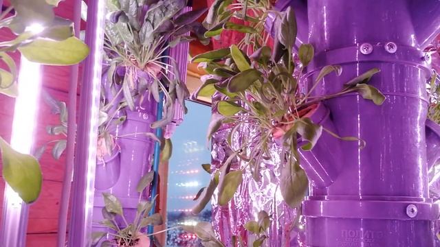 Бабочки зимой летят на аэропонную установку Аэро-Флора. Читай описание смотреть онлайн