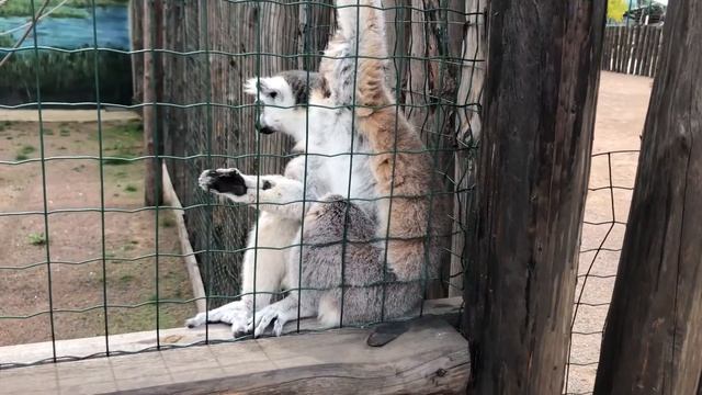 Биопарк Одесса 2018 смотреть онлайн
