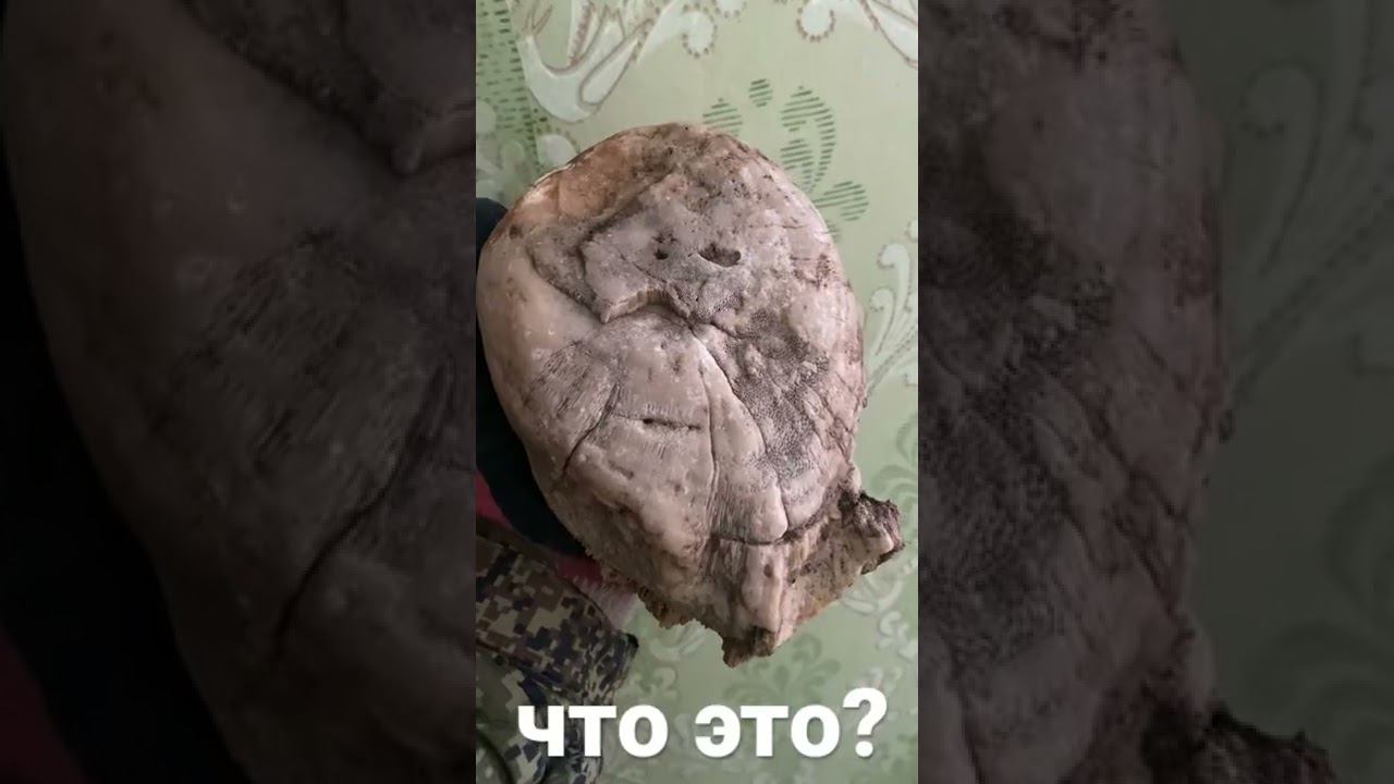 А бабушка этим камнем грибы солёные прижимает! смотреть онлайн