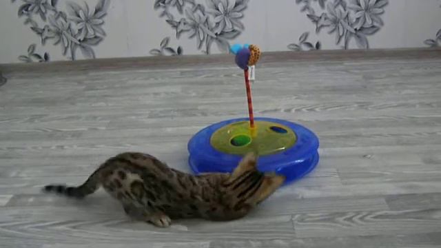 Бенгальская кошечка Ф3 смотреть онлайн