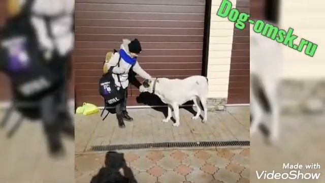 Привет от наших бывших питомцев ЖЕНИ и ХАНЫ смотреть онлайн