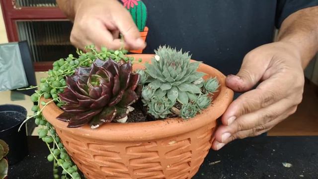 Como fazer um vaso de suculentas com harmonia смотреть онлайн