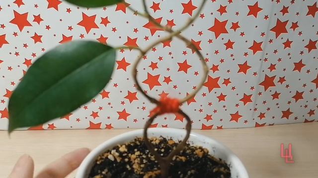 #ЦветоLand формирование ствола фикуса в виде восьмерок часть 1 смотреть онлайн