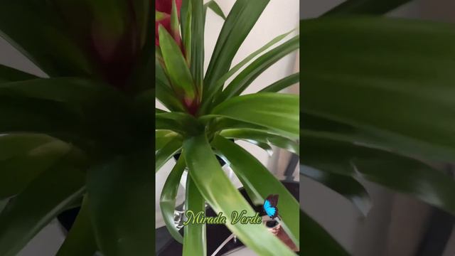 Guzmania Lingulata o Bromelia. Todo lo que necesitas saber. Sus cuidados y floración#plantas #natur смотреть онлайн
