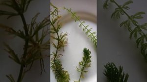 Как я выращиваю роголистник. ? ? ?