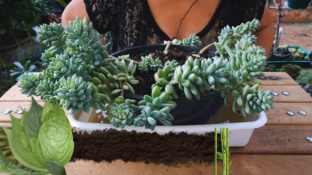 DICA DE COMO ELININAR COCHONILHA DE RAIZ SEM DESPLANTAR SUA SUCULENTA смотреть онлайн