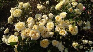 РОЗА МАЙ ГЕРЛ ТАНТАУ 2006!MY GIRL TANTAY 2006!ЧАЙНО ГИБРИДНАЯ КРАСАВИЦА