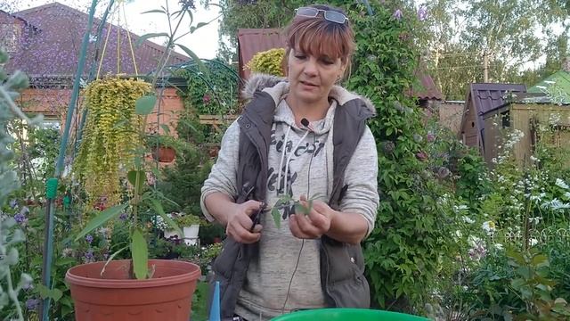 А СТОИТ ЛИ ВЫРАЩИВАТЬ БУДЛЕЮ В СИБИРИ? ? смотреть онлайн