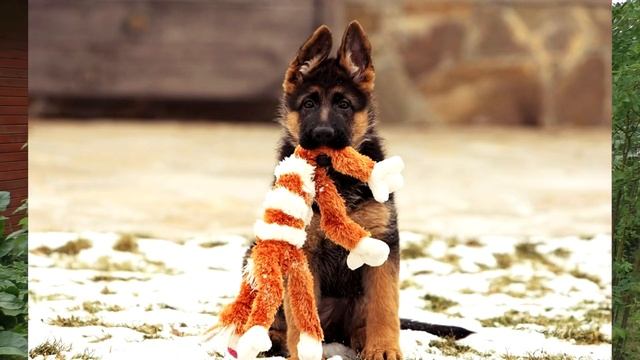 Как собрать собаку в дорогу. Что взять собаке в поездку. Документы для поездки с собакой. смотреть онлайн