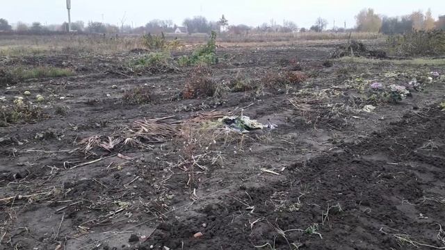 пересаживаем гладиолусы? осень. слякоть. огород. смотреть онлайн