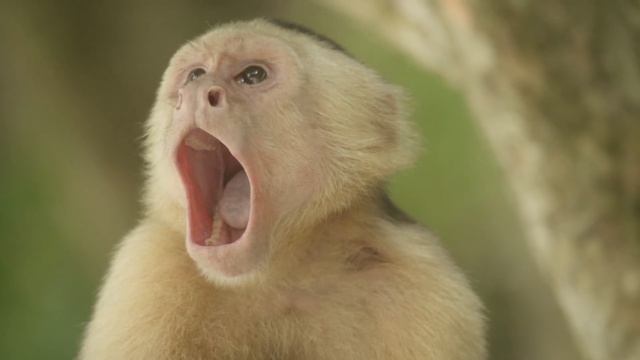 КОСТА-РИКА | 2021 смотреть онлайн