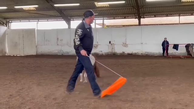 Miniatures horses can quickly become a nightmare! смотреть онлайн
