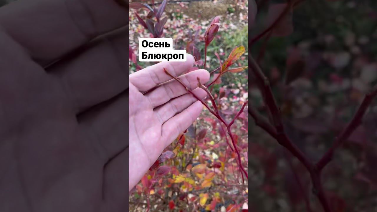 Кусты Блюкропа начинают облетать. В этом году рановато. смотреть онлайн