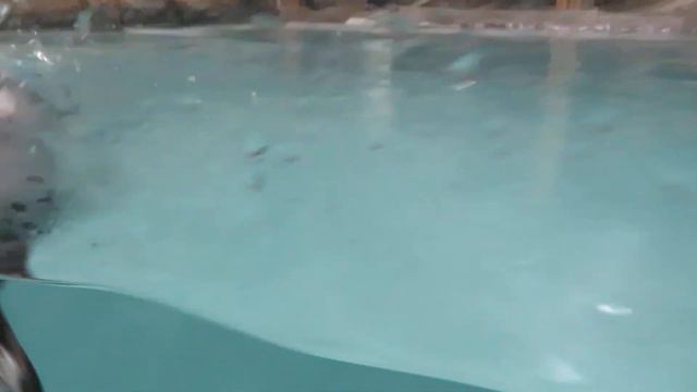 Птенец пингвинов подрастает, а взрослые птенцы плавают со взрослыми пингвинами 20.12.2022 смотреть онлайн