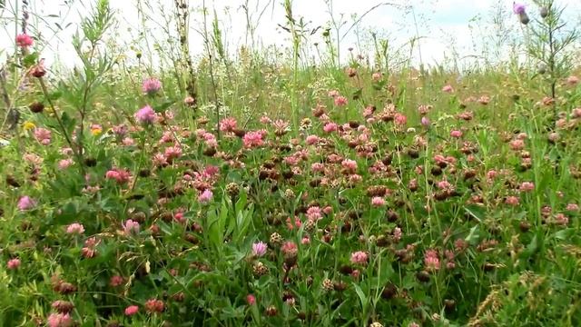 Видео зарисовка Июль на поле поселка Васильево. смотреть онлайн