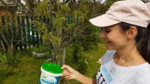 Как реанимировать можжевельник | Что делать, если сохнет хвоя