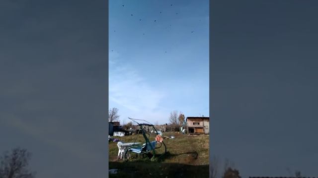 12 октября Киреевский р-он Тульской обл. , опять травят . смотреть онлайн