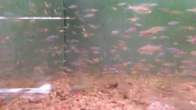 Аквариумные рыбки на разводне в Рязани - продажа Москва Садовод Птичий рынок 2 линия 25 место смотреть онлайн