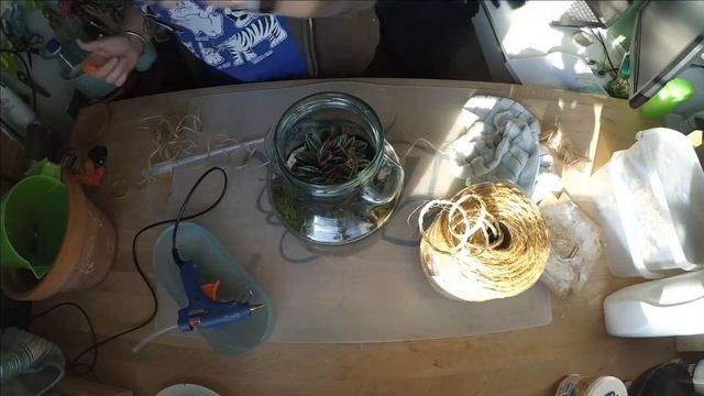 Muehlenbeckia, Peperomia Caperata Rosso, Peperomia Albovittata  - 01 Febbraio 2021 - Terrarium