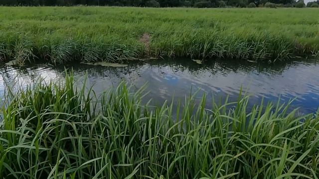 СНОВА ПОВЕЗЛО!!! Плотва и окуни не давали мне скучать. Рыбалка на экраны-телевизоры.