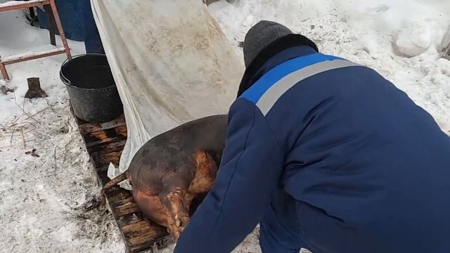 ?СПЛОШНОЕ МЯСО?свинка дюрок+крупная белая 5 месяцев смотреть онлайн