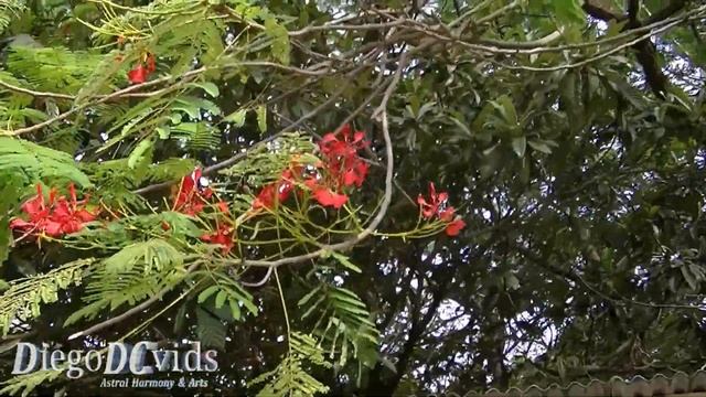 Delonix regia (Fabaceae - Caesalpinioideae) Flamboyant - Royal Poinciana смотреть онлайн