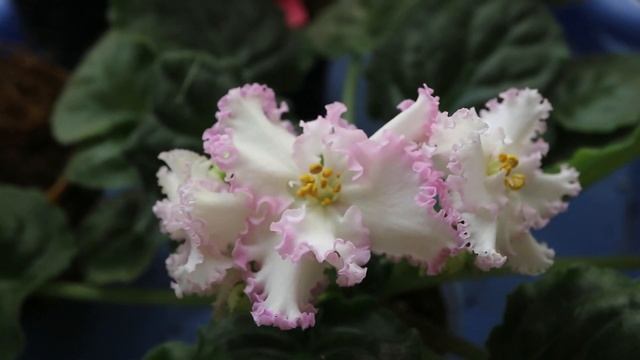 Phalaenopsis Bright Peacock 'Black & White Chocolate' и другие смотреть онлайн