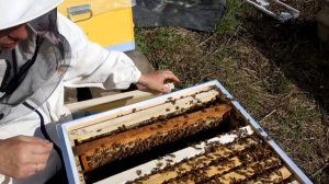 Бакфаст. Развитие пчелопакетов за 20 дней. Сделал отводок.