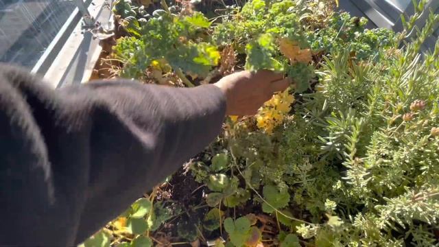 Planting 80 bulbs - Planter box update ( tulips, daffodil, allium bulbs) Balcony Garden смотреть онлайн