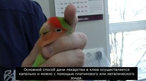 Школа ветврача орнитолога. Как правильно давать  препараты в клюв попугаю. 27.03.2024
