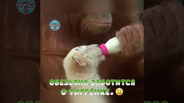 Милое видео❤️❤️❤️