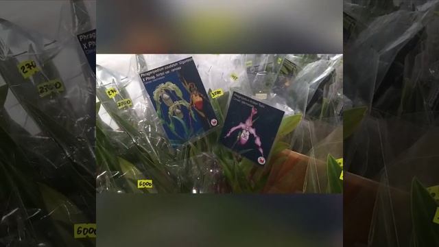 Осенняя выставка орхидей _ Орхидиум_ 18.09.2021 смотреть онлайн