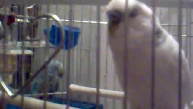 Попугай, говорящий на разных языках смотреть онлайн