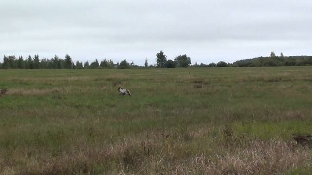 Курцхаар Стен. Челнок. Охота 2017 смотреть онлайн