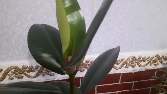 #shorts #фикус #ficus #короткое  Раскрытие листа у фикуса.