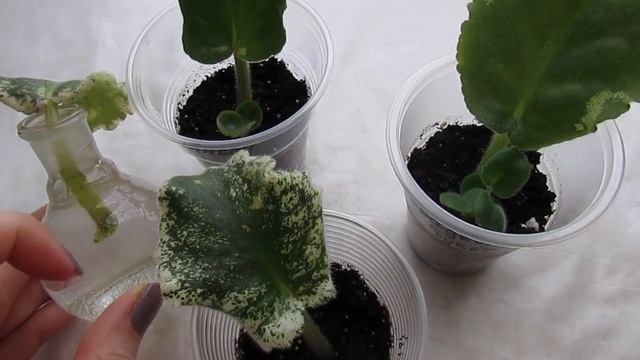 Укоренение листа фиалки в воде и грунте‼️ смотреть онлайн