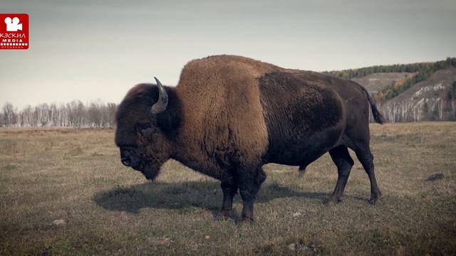 Бизонарий «Усть-Буотама» смотреть онлайн
