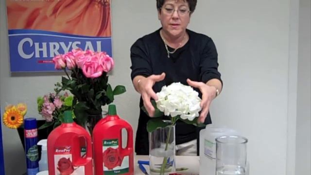 RosePro and Hydrangea | Master the Art of Processing Hydrangeas with Chrysal смотреть онлайн