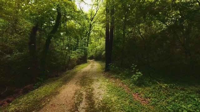 ? Музыка для утренней медитации/йоги/релакса "Пробуждение леса" ? // Природа, лес, солнце смотреть онлайн