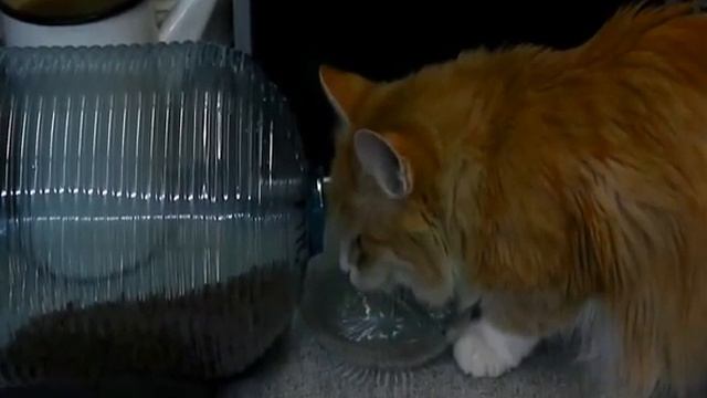 Люся учится добывать пищу =)). смотреть онлайн