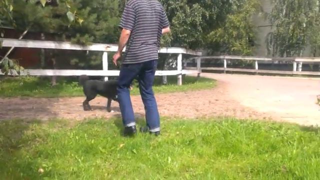 Лайка смотреть онлайн