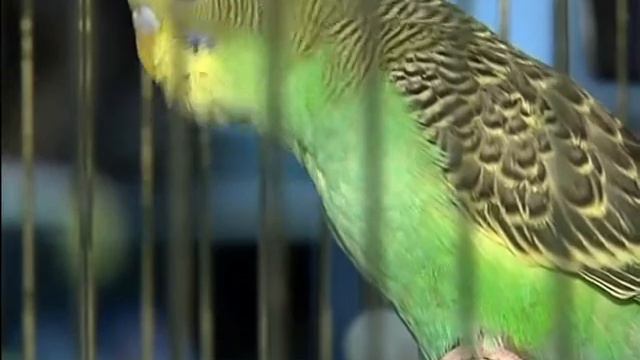 Анатолий Котенко - дрессировщик собак, Виктория Хуртина - хозяйка добермана смотреть онлайн