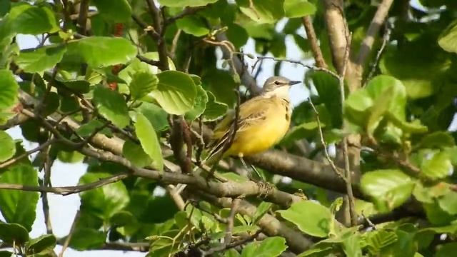 Жоўтая пліска (Жёлтая трясогузка)
