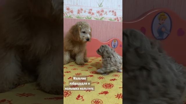 Щенки дизайнерской , гипоалергенной породы. Не имеют запаха , не линяют , имеют добрый нрав. #щенки смотреть онлайн